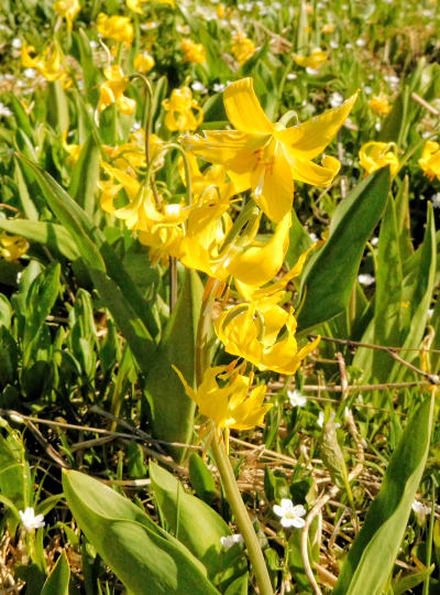 Glacier Lily mit Spring Beauties